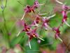 Epimedium William S...